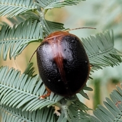 Dicranosterna immaculata (Acacia leaf beetle) at Franklin, ACT - 17 Jan 2023 by trevorpreston