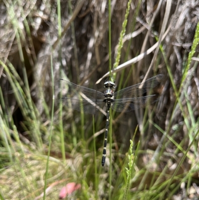 Eusynthemis guttata (Southern Tigertail) at Namadgi National Park - 27 Dec 2022 by GG