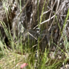 Eusynthemis guttata (Southern Tigertail) at Cotter River, ACT - 27 Dec 2022 by GG