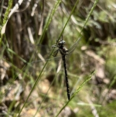 Eusynthemis guttata at Cotter River, ACT - 27 Dec 2022