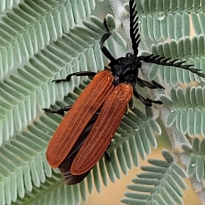 Porrostoma rhipidium (Long-nosed Lycid (Net-winged) beetle) at Franklin, ACT - 18 Jan 2023 by trevorpreston