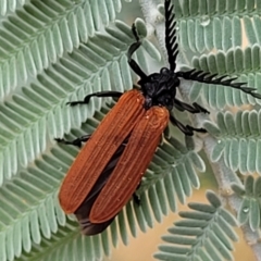 Porrostoma rhipidium (Long-nosed Lycid (Net-winged) beetle) at Franklin, ACT - 17 Jan 2023 by trevorpreston