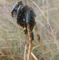 Chauliognathus lugubris (Plague Soldier Beetle) at Queanbeyan West, NSW - 16 Jan 2023 by Paul4K