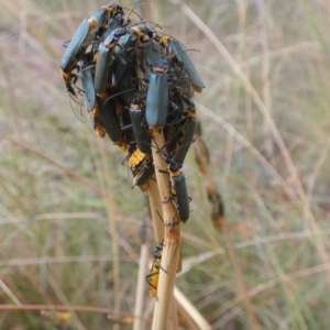 Chauliognathus lugubris at Queanbeyan West, NSW - 16 Jan 2023