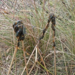 Chauliognathus lugubris at Queanbeyan West, NSW - 16 Jan 2023