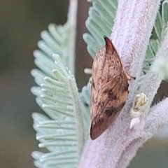 Philagra parva (Beaked spittlebug) at Franklin, ACT - 18 Jan 2023 by trevorpreston