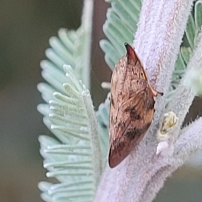 Philagra parva (Beaked spittlebug) at Budjan Galindji (Franklin Grassland) Reserve - 17 Jan 2023 by trevorpreston