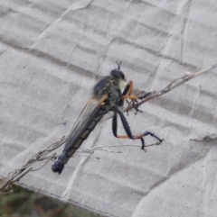 Neoscleropogon sp. (genus) (Robber fly) at Queanbeyan West, NSW - 16 Jan 2023 by Paul4K