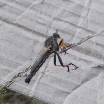 Neoscleropogon sp. (genus) (Robber fly) at QPRC LGA - 15 Jan 2023 by Paul4K