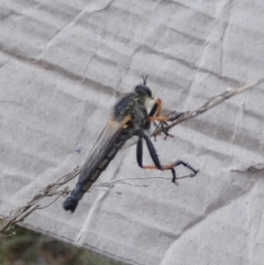 Neoscleropogon sp. (genus) (Robber fly) at Queanbeyan West, NSW - 15 Jan 2023 by Paul4K