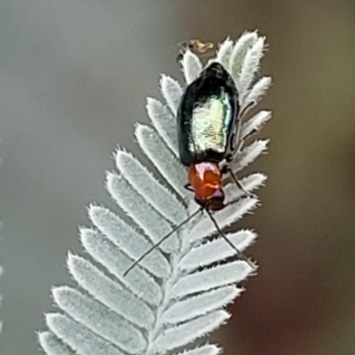 Adoxia benallae (Leaf beetle) at Franklin, ACT - 18 Jan 2023 by trevorpreston