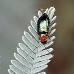 Adoxia benallae (Leaf beetle) at Franklin, ACT - 17 Jan 2023 by trevorpreston