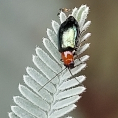 Adoxia benallae at Franklin, ACT - 18 Jan 2023 09:26 AM