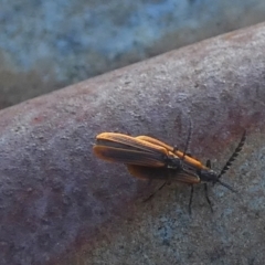 Trichalus sp. (genus) (Net-winged beetle) at Borough, NSW - 16 Jan 2023 by Paul4K