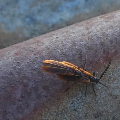 Trichalus sp. (genus) (Net-winged beetle) at QPRC LGA - 16 Jan 2023 by Paul4K