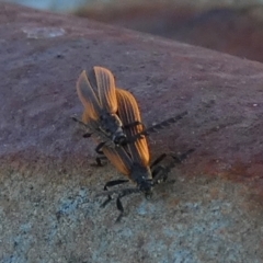 Trichalus sp. (genus) at Borough, NSW - 16 Jan 2023