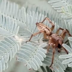 Unidentified Spider (Araneae) at Budjan Galindji (Franklin Grassland) Reserve - 17 Jan 2023 by trevorpreston