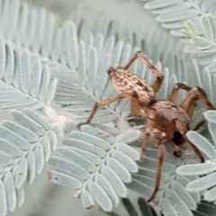 Oxyopidae (family) (Lynx spider) at Franklin, ACT - 18 Jan 2023 by trevorpreston