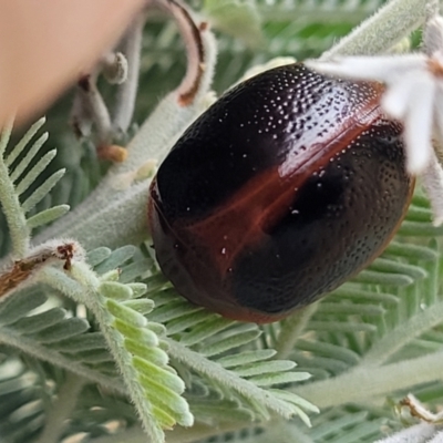 Dicranosterna immaculata (Acacia leaf beetle) at Budjan Galindji (Franklin Grassland) Reserve - 17 Jan 2023 by trevorpreston