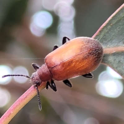 Ecnolagria grandis (Honeybrown beetle) at Franklin, ACT - 18 Jan 2023 by trevorpreston