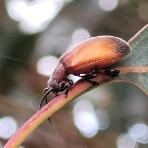 Ecnolagria grandis at Franklin, ACT - 18 Jan 2023