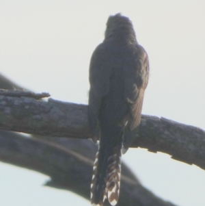 Cacomantis flabelliformis at Borough, NSW - suppressed