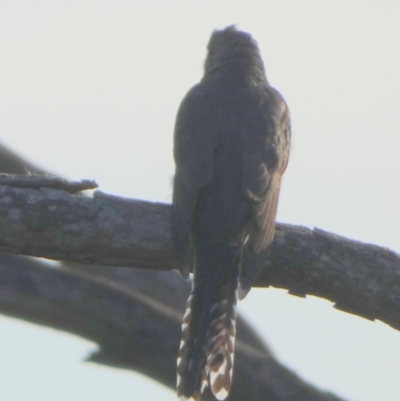 Cacomantis flabelliformis (Fan-tailed Cuckoo) at QPRC LGA - 16 Jan 2023 by Paul4K