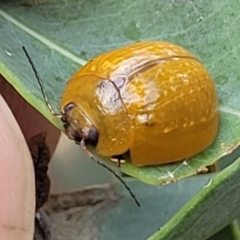 Paropsisterna cloelia (Eucalyptus variegated beetle) at Budjan Galindji (Franklin Grassland) Reserve - 17 Jan 2023 by trevorpreston