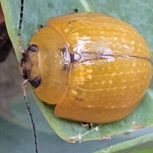 Paropsisterna cloelia at Franklin, ACT - 18 Jan 2023