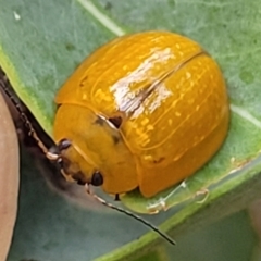 Paropsisterna cloelia at Franklin, ACT - 18 Jan 2023