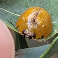 Paropsisterna cloelia at Franklin, ACT - 18 Jan 2023 09:21 AM