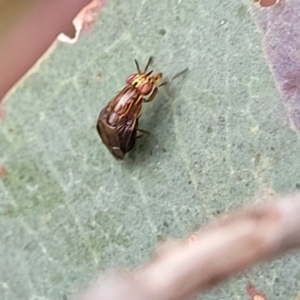 Steganopsis melanogaster at Franklin, ACT - 18 Jan 2023 09:19 AM