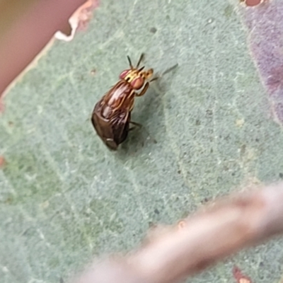 Steganopsis melanogaster (A lauxaniid fly) at Budjan Galindji (Franklin Grassland) Reserve - 17 Jan 2023 by trevorpreston