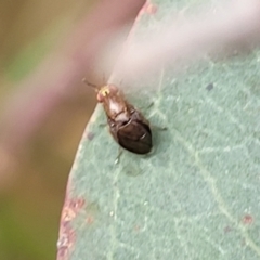 Steganopsis melanogaster at Franklin, ACT - 18 Jan 2023 09:19 AM