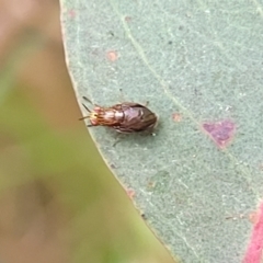 Steganopsis melanogaster at Franklin, ACT - 18 Jan 2023 09:19 AM