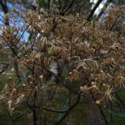 Senecio minimus (Shrubby Fireweed) at Borough, NSW - 17 Jan 2023 by Paul4K