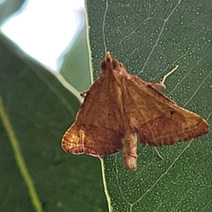 Endotricha pyrosalis at Franklin, ACT - 18 Jan 2023 09:17 AM