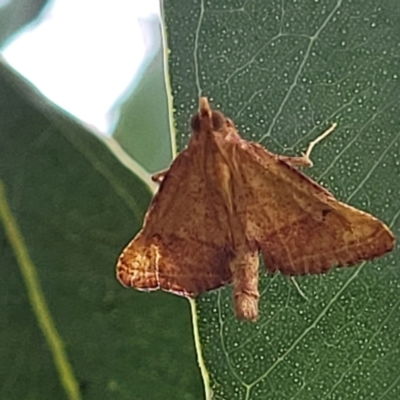 Endotricha pyrosalis (A Pyralid moth (Endotrichinae) at Franklin, ACT - 18 Jan 2023 by trevorpreston