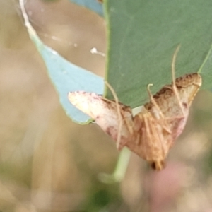 Endotricha pyrosalis at Franklin, ACT - 18 Jan 2023