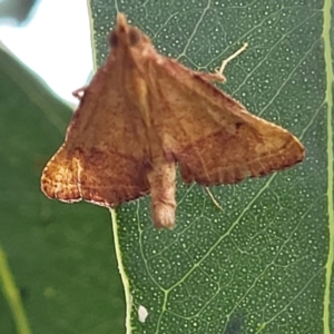 Endotricha pyrosalis at Franklin, ACT - 18 Jan 2023 09:17 AM