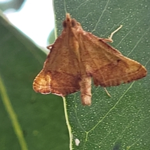 Endotricha pyrosalis at Franklin, ACT - 18 Jan 2023 09:17 AM