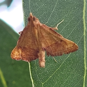 Endotricha pyrosalis at Franklin, ACT - 18 Jan 2023 09:17 AM