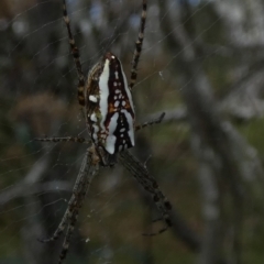 Plebs bradleyi (Enamelled spider) at Boro - 16 Jan 2023 by Paul4K