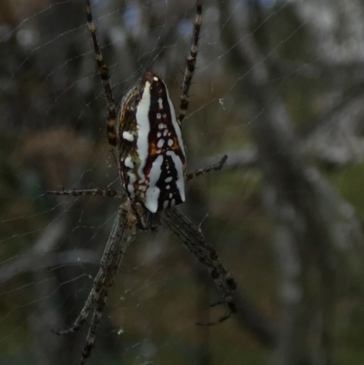 Plebs bradleyi (Enamelled spider) at QPRC LGA - 16 Jan 2023 by Paul4K