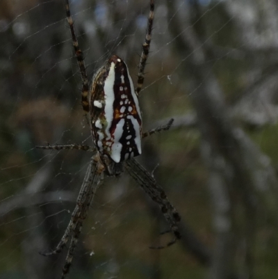 Plebs bradleyi (Enamelled spider) at Boro - 16 Jan 2023 by Paul4K