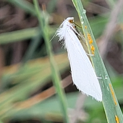 Tipanaea patulella (The White Crambid moth) at Franklin, ACT - 18 Jan 2023 by trevorpreston