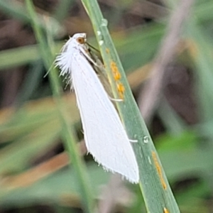 Tipanaea patulella at Franklin, ACT - 18 Jan 2023 09:07 AM