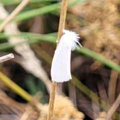 Tipanaea patulella at Franklin, ACT - 18 Jan 2023 09:07 AM