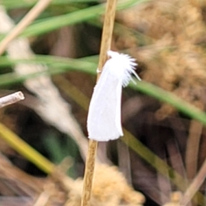 Tipanaea patulella at Franklin, ACT - 18 Jan 2023 09:07 AM