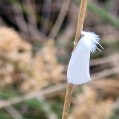 Tipanaea patulella at Franklin, ACT - 18 Jan 2023 09:07 AM